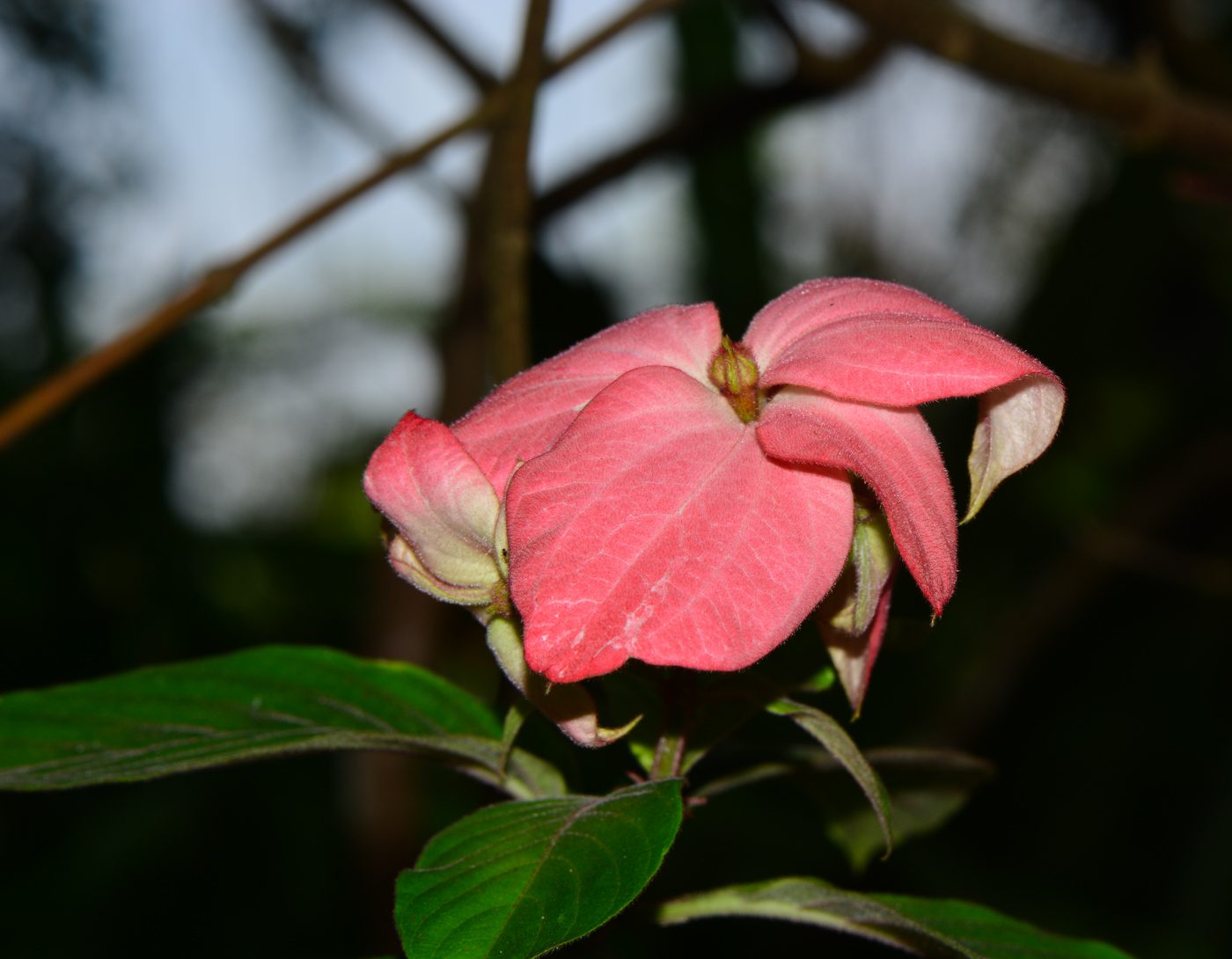 Image of Mussaenda philippica specimen.