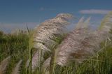 Смотреть изображение Cortaderia selloana