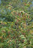 Ostrya carpinifolia. Ветвь плодоносящего растения. Адыгея, хребет Уна-Коз. 13.08.2008.