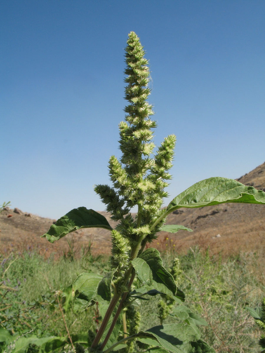 Изображение особи Amaranthus retroflexus.