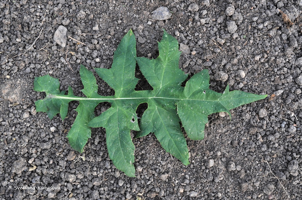 Изображение особи Echinops bannaticus.