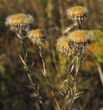 Carlina vulgaris. Верхушка плодоносящего растения. Пермский край, Нытвинский р-н, окр. с. Григорьевское, суходольный луг. 14.10.2017.