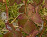 Rubus allegheniensis. Часть побега с листом в осенней окраске. Пермский край, г. Пермь, Кировский р-н, садовый участок, в культуре. 28 октября 2017 г.