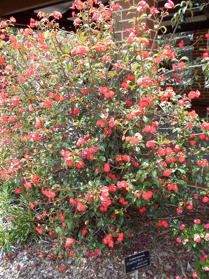 Image of Euphorbia geroldii specimen.