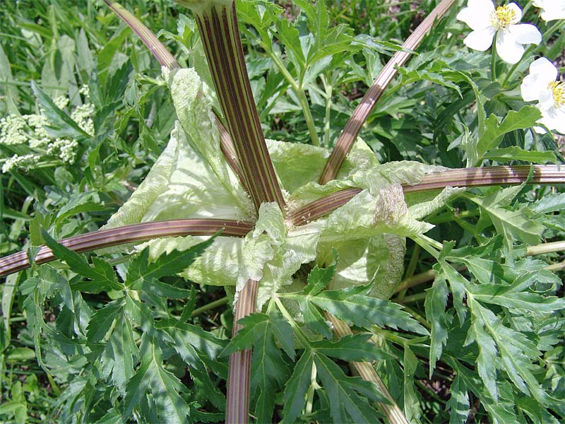 Image of Agasyllis latifolia specimen.