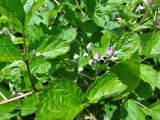 Rubus mesogaeus