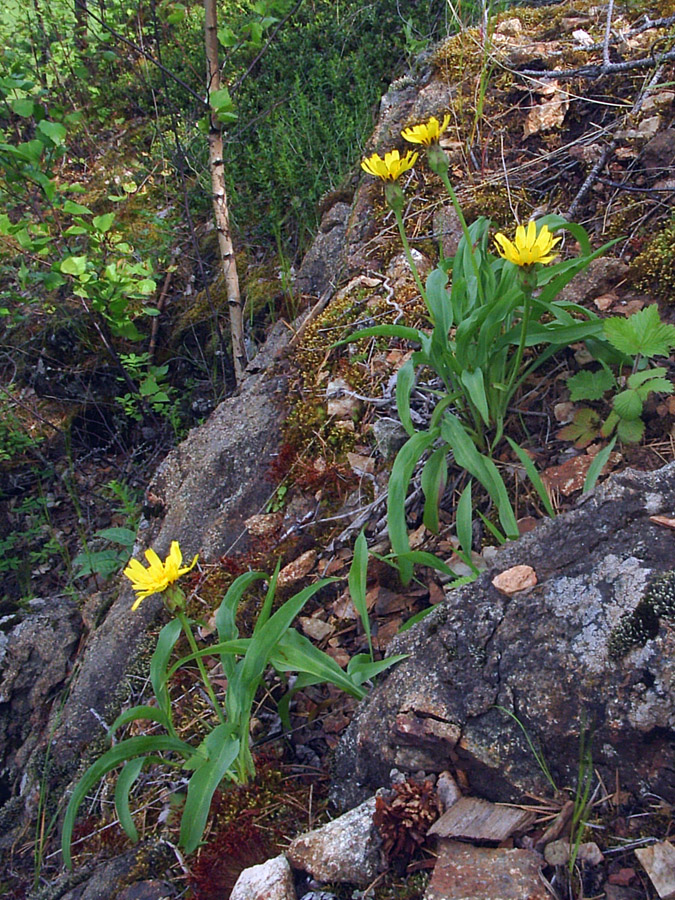 Изображение особи Scorzonera glabra.