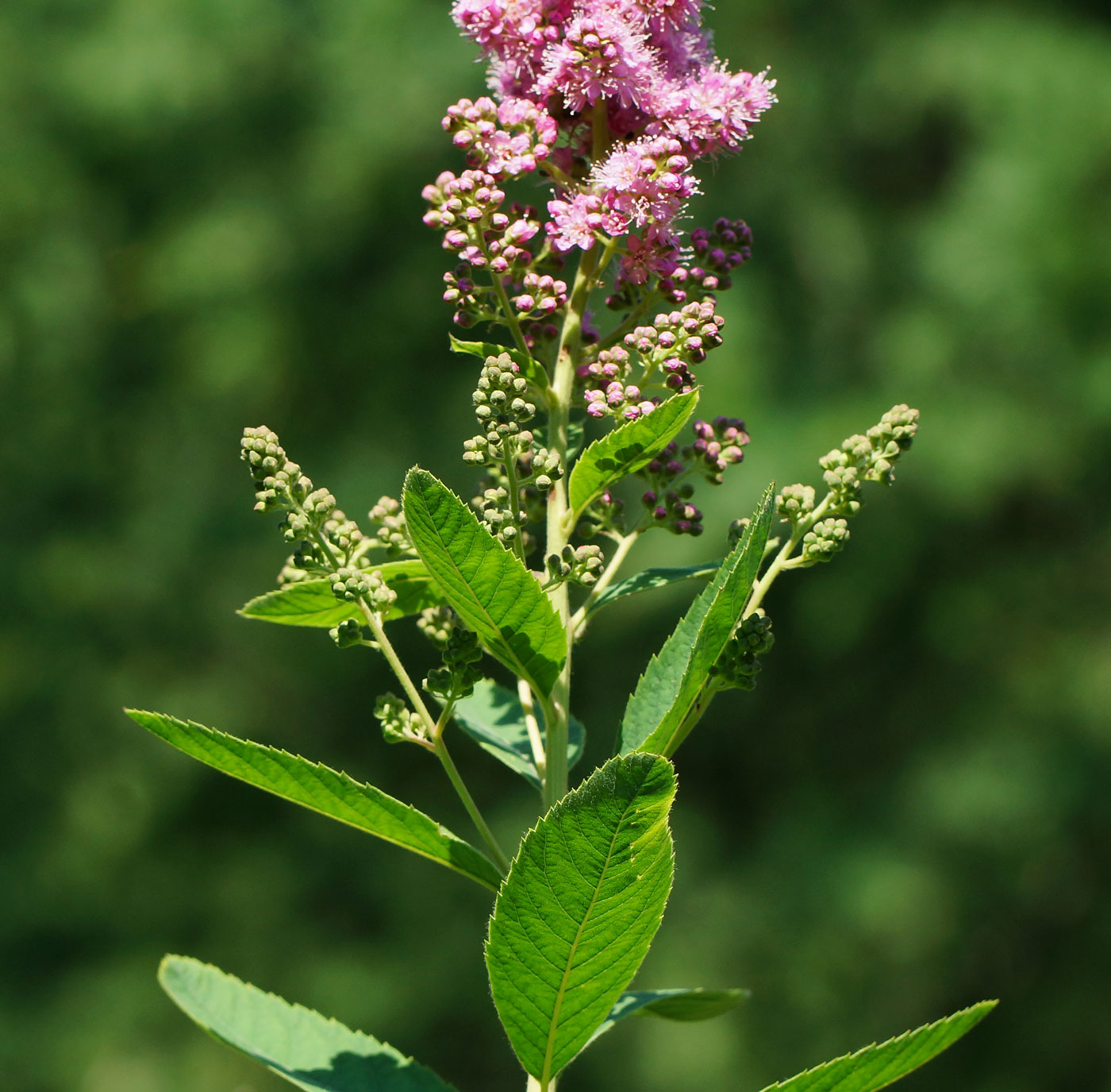 Изображение особи Spiraea &times; billardii.