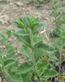 Teucrium chamaedrys