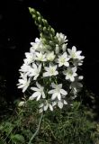 Ornithogalum arcuatum. Соцветие. Крым, окр. Феодосии, ур. Кизилташ, дно лесной балки с ручьем. 30 мая 2018 г.