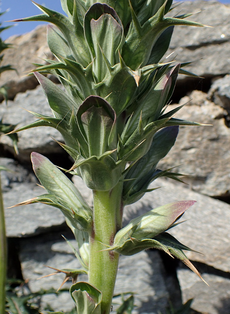 Image of Acanthus spinosus specimen.