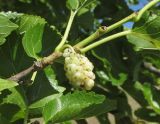 Morus alba. Часть ветви с соплодием. Дагестан, Табасаранский р-н, 5 км к северу от с. Дарваг, луг. 14 июня 2018 г.