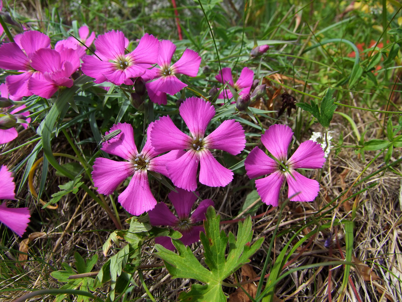 Изображение особи Dianthus repens.