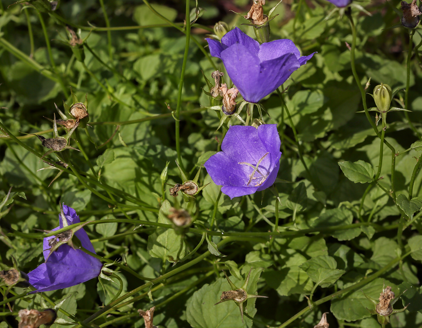 Image of Campanula carpatica specimen.