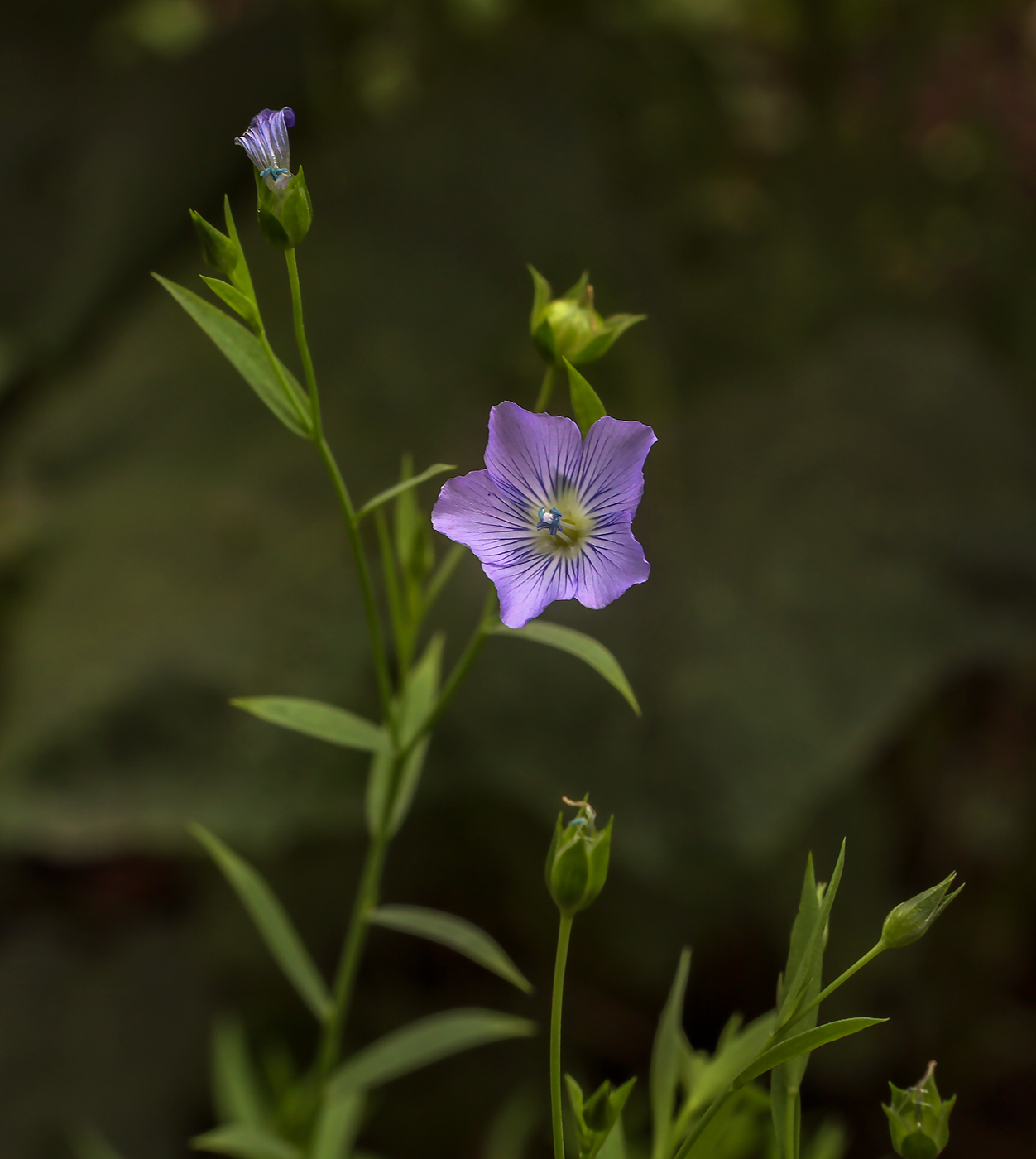 Image of Linum usitatissimum specimen.