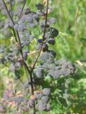 Thalictrum foetidum. Часть веточки с соплодием. Грузия, Казбегский муниципалитет, окраина с. Степанцминда, зап. склон горы Куро, ≈ 1850 м н.у.м, горный луг. 31.07.2018.