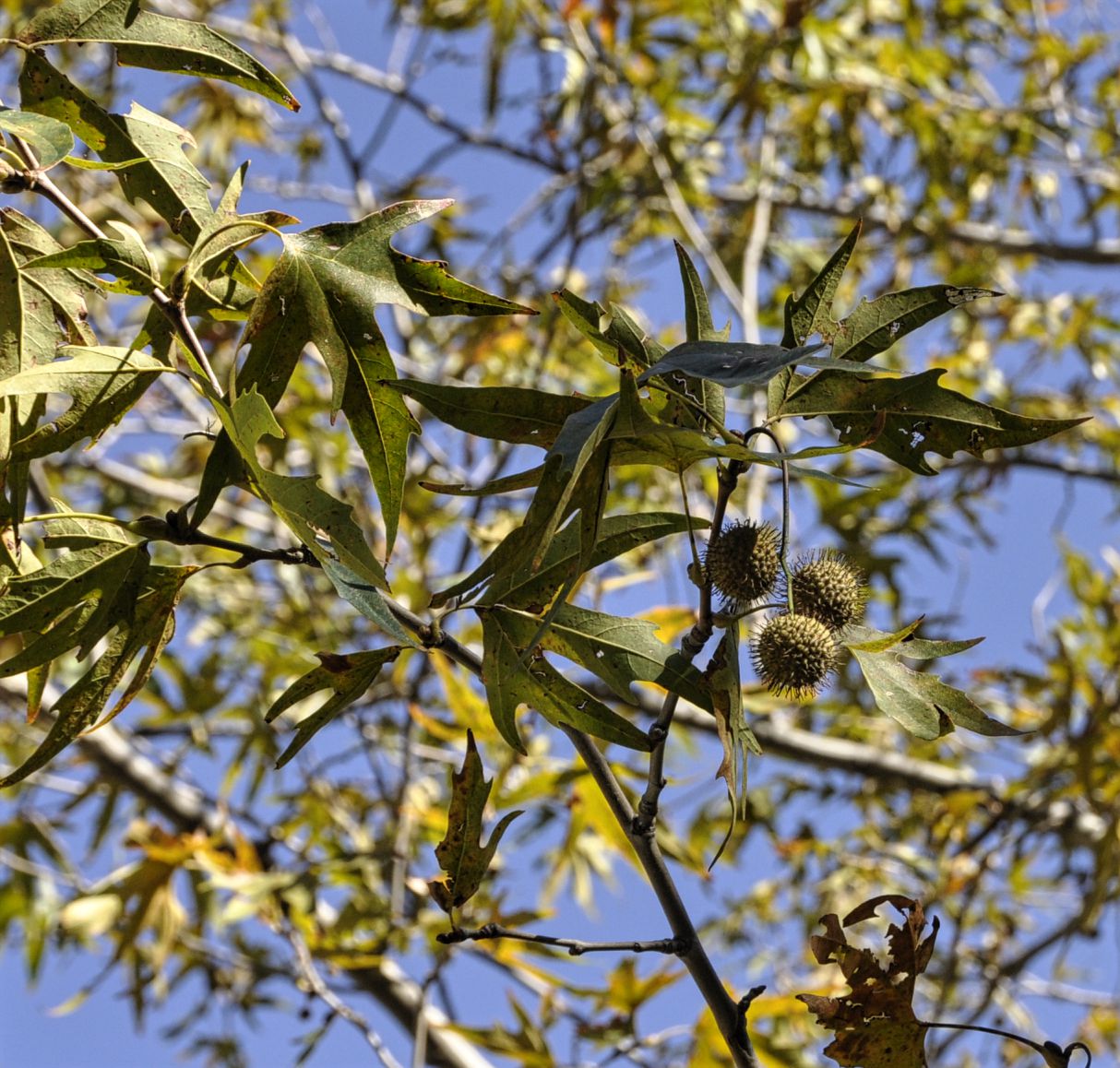 Image of Platanus orientalis specimen.