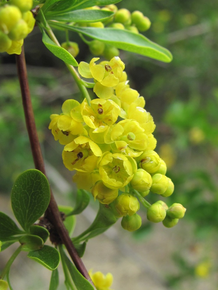 Изображение особи Berberis iberica.