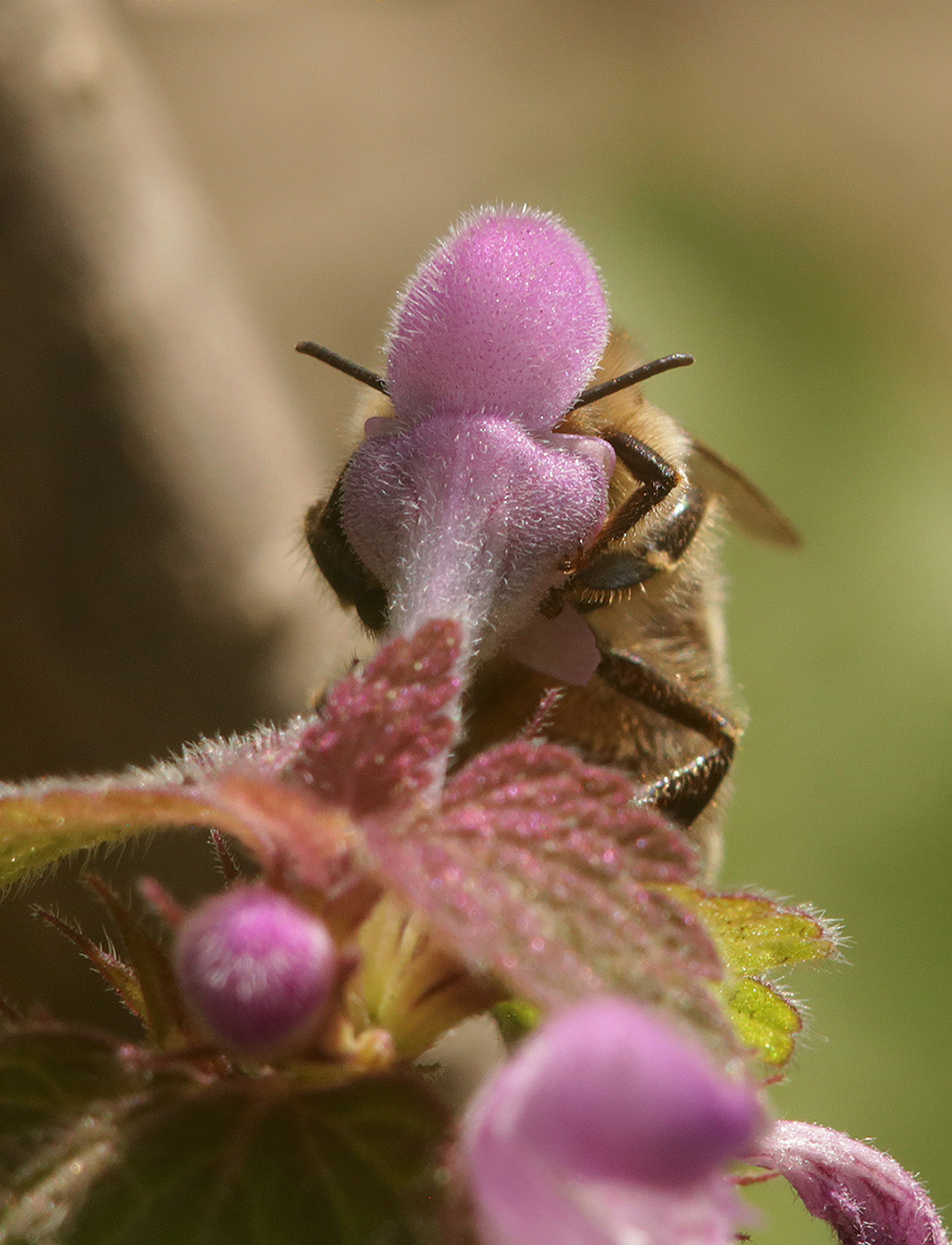 Image of Lamium purpureum specimen.