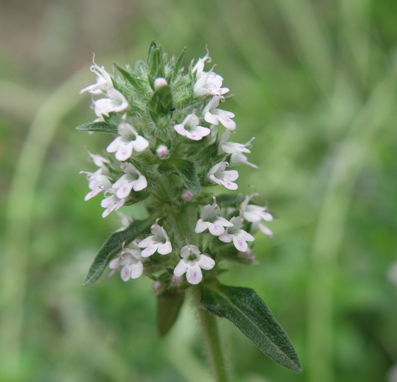 Image of Thymus marschallianus specimen.