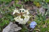 Pedicularis armena