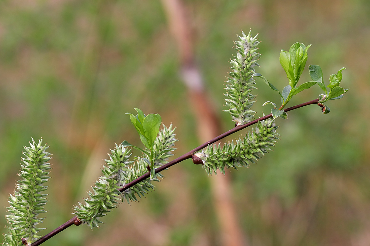 Изображение особи Salix phylicifolia.