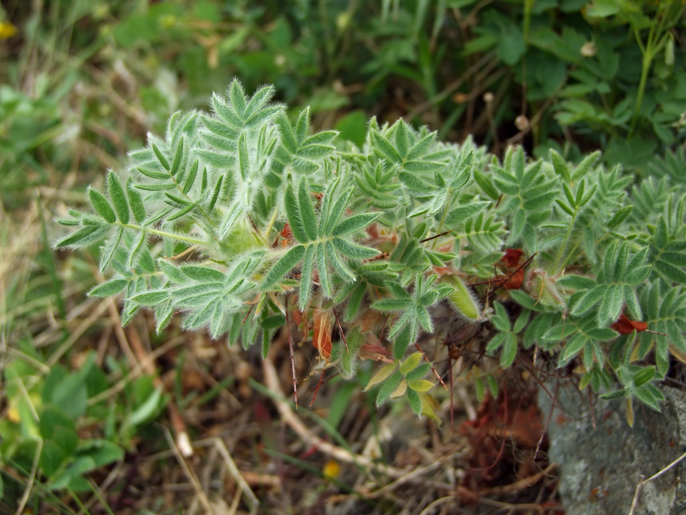 Image of Caragana jubata specimen.