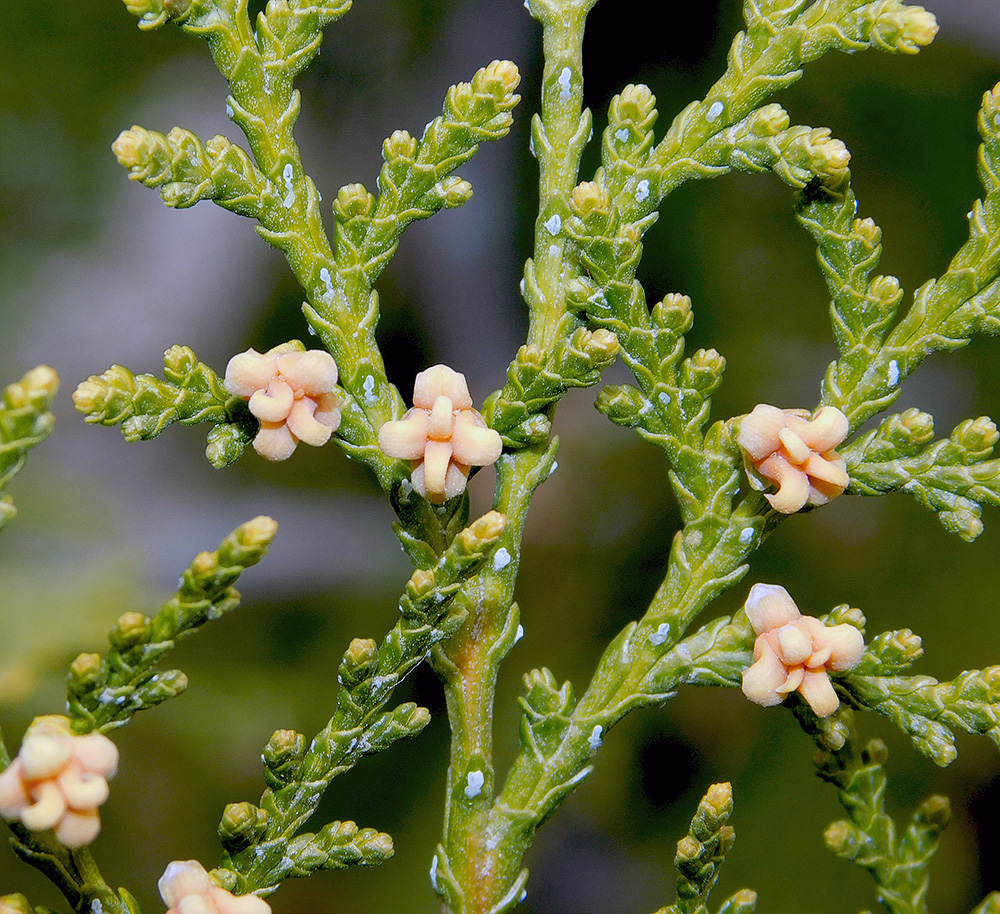 Изображение особи Platycladus orientalis.