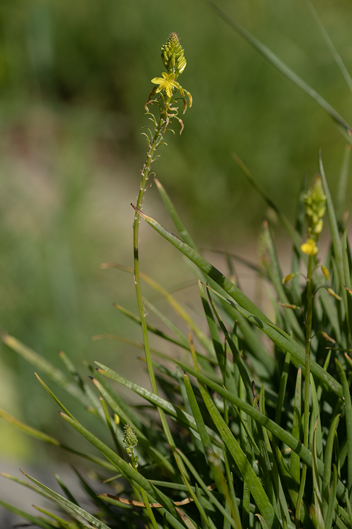 Image of genus Bulbine specimen.