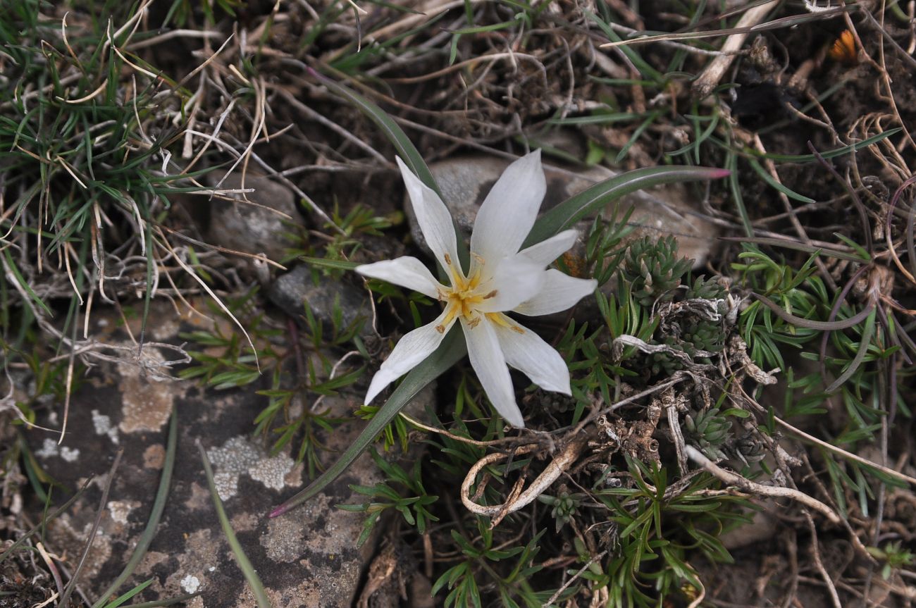 Image of familia Melanthiaceae specimen.