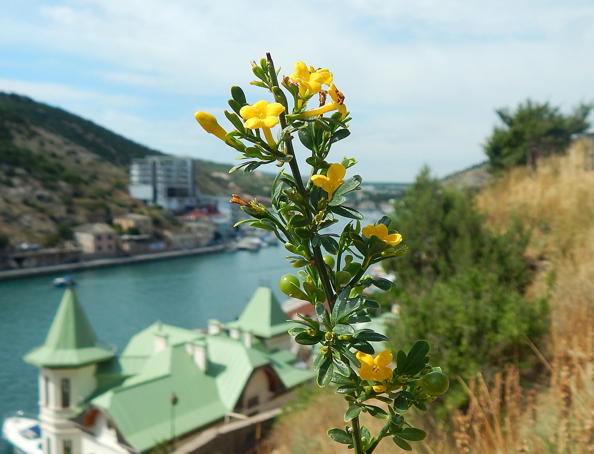 Image of Jasminum fruticans specimen.