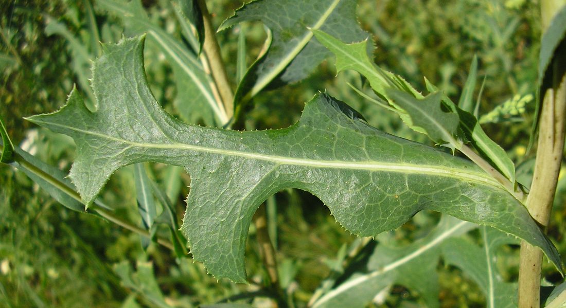 Image of Lactuca serriola specimen.