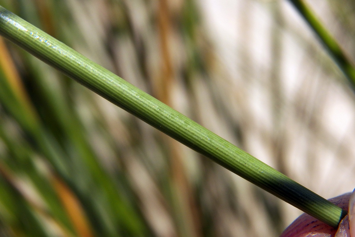 Image of Ammophila arenaria specimen.