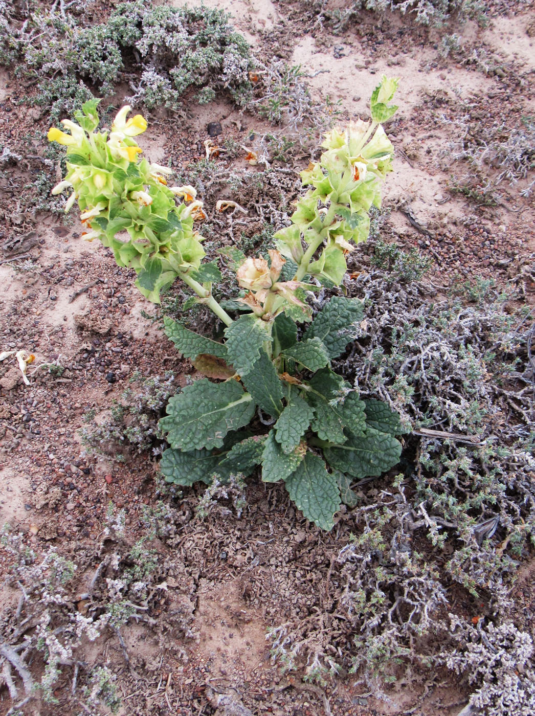 Image of Eremostachys rotata specimen.