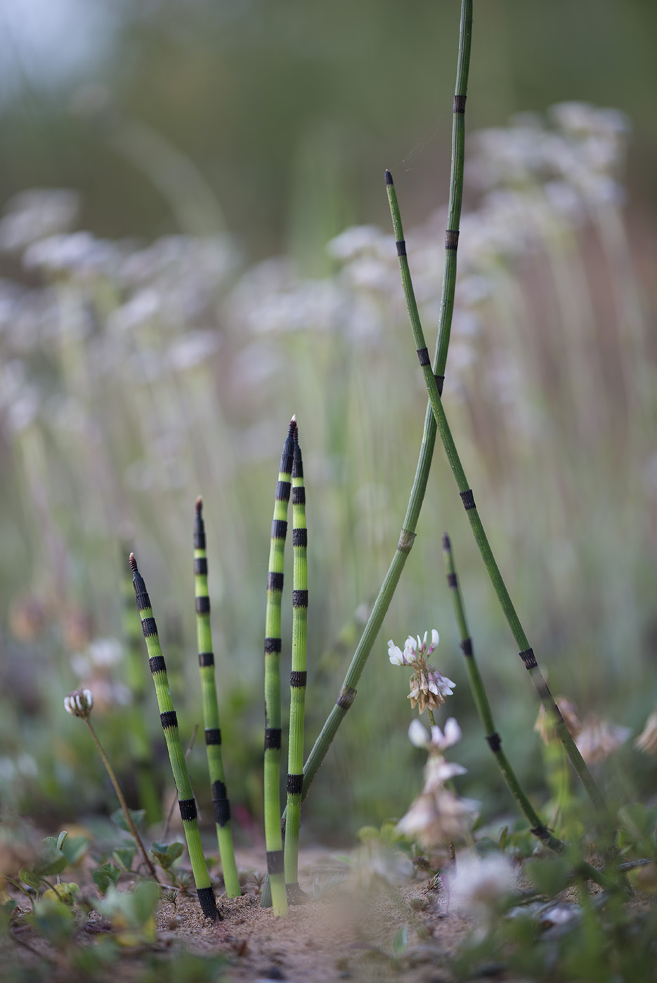 Image of Equisetum hyemale specimen.