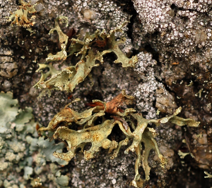 Image of genus Ramalina specimen.