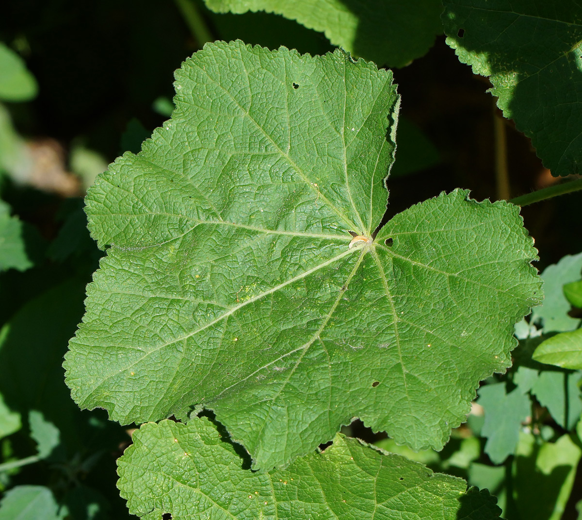 Image of Alcea rosea specimen.