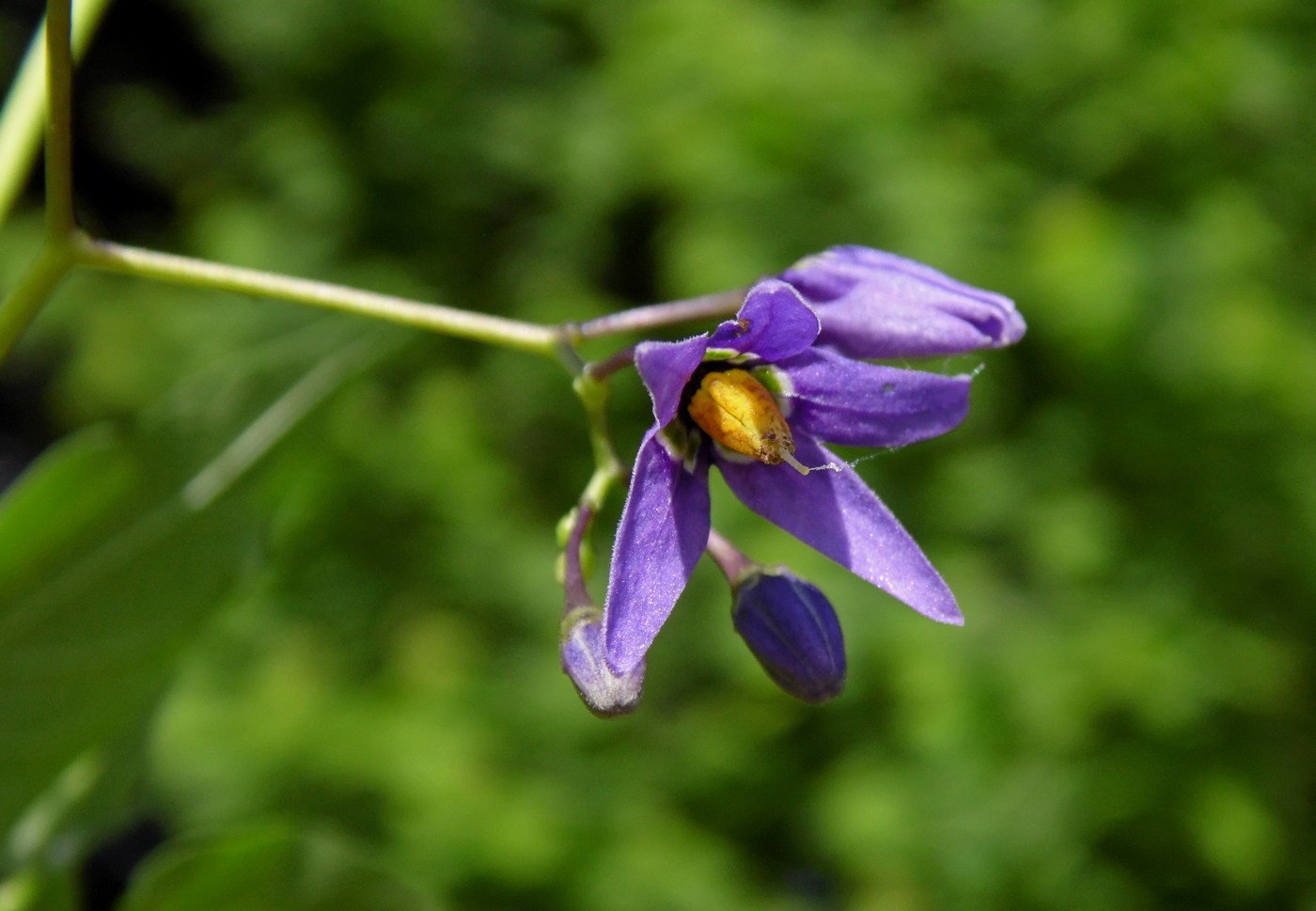 Изображение особи Solanum dulcamara.