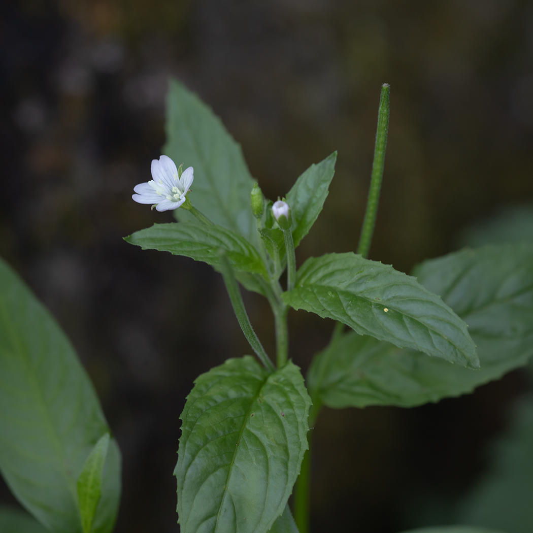 Image of genus Epilobium specimen.