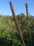 Plantago maxima