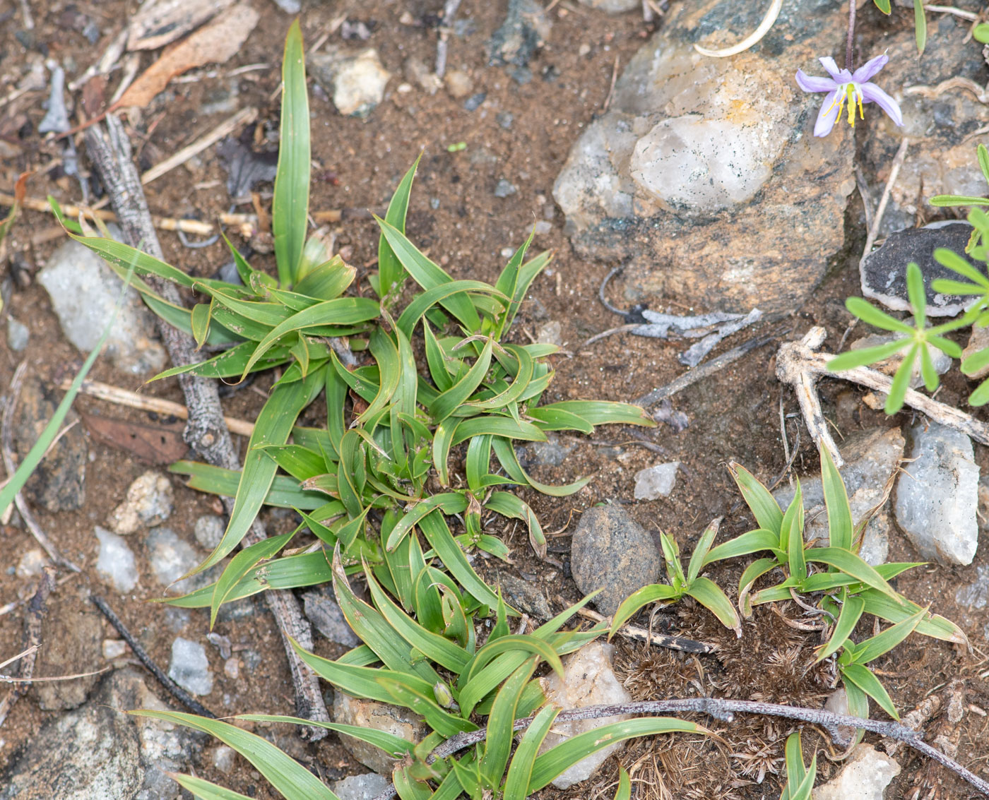 Изображение особи Xerophyta humilis.