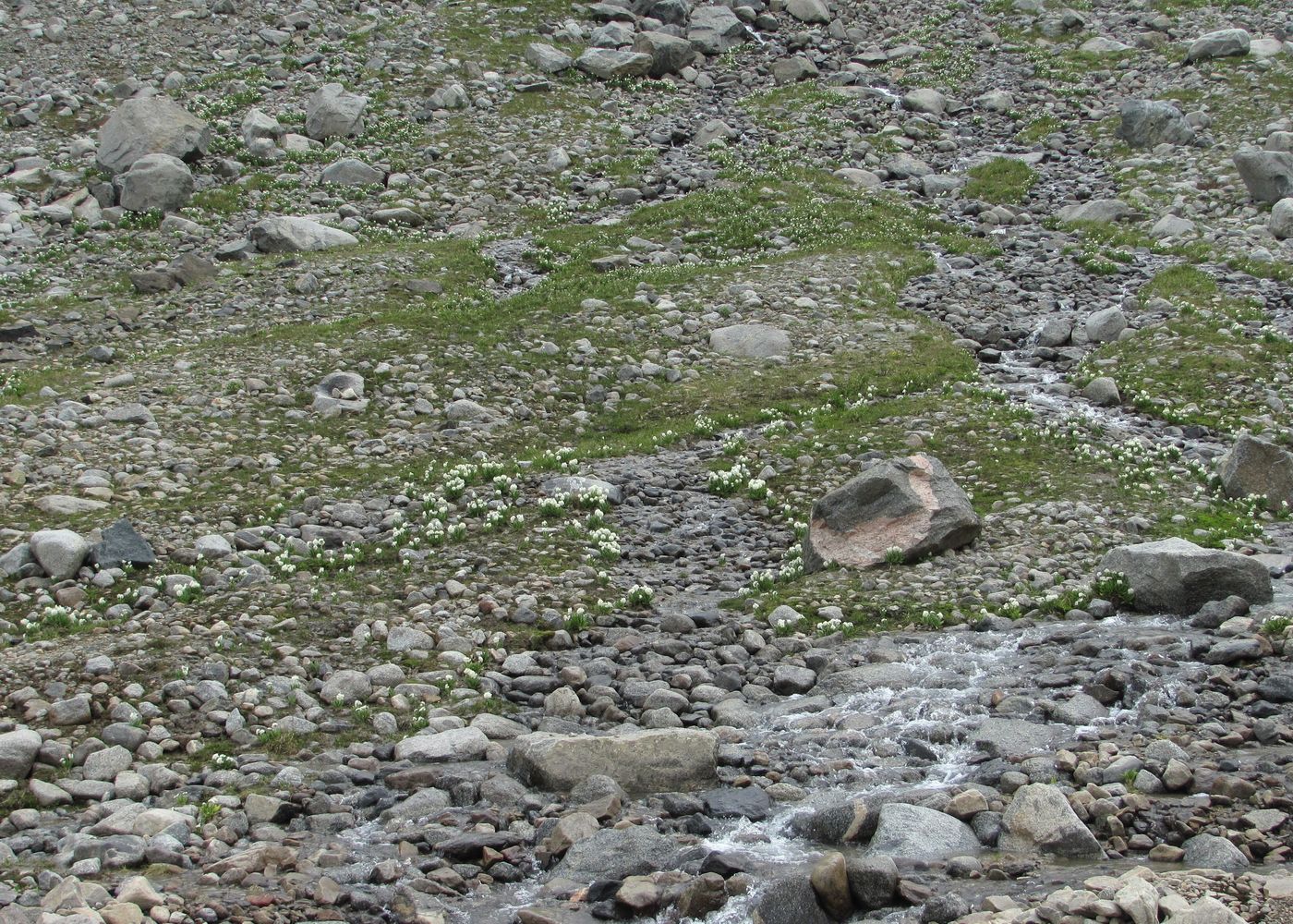 Image of Primula bayernii specimen.