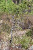 Frangula alnus. Дерево с молодыми листьями. Ленинградская обл., Лужский р-н, окр. оз. Лебевое, молодой разреженный сосняк после вырубки. 31.05.2020.