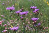 Centaurea jacea. Верхушки цветущих побегов. Тульская обл., окр. пос. Дубна, суходольный луг в направлении леса Просек. 21.05.2020.