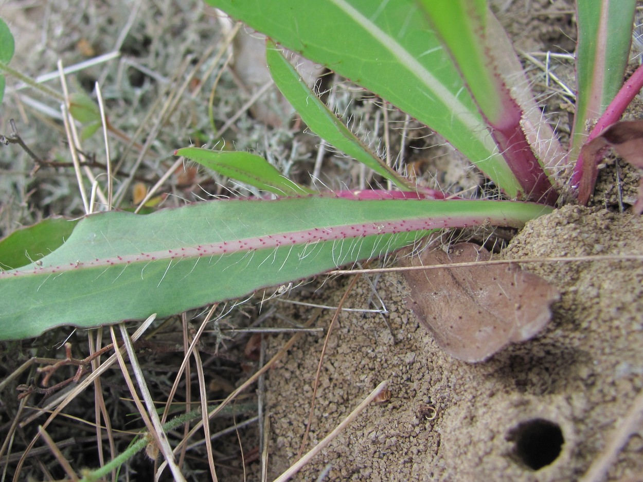 Image of Pilosella bauhini specimen.