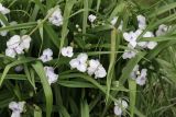 Tradescantia virginiana. Соцветие и листья (гипохромная форма). Томская обл., г. Томск, Академгородок, в культуре. 26.06.2021.