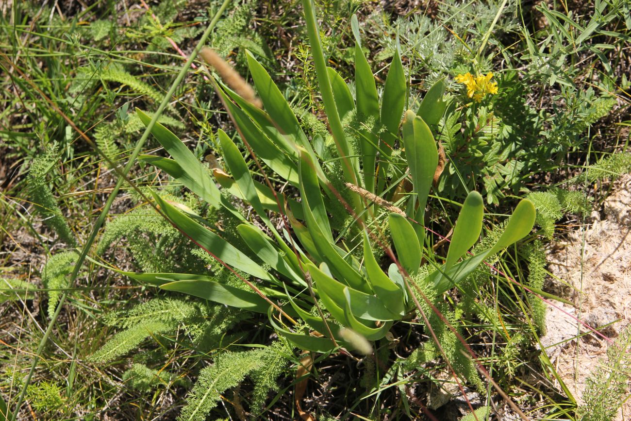 Изображение особи Allium nutans.