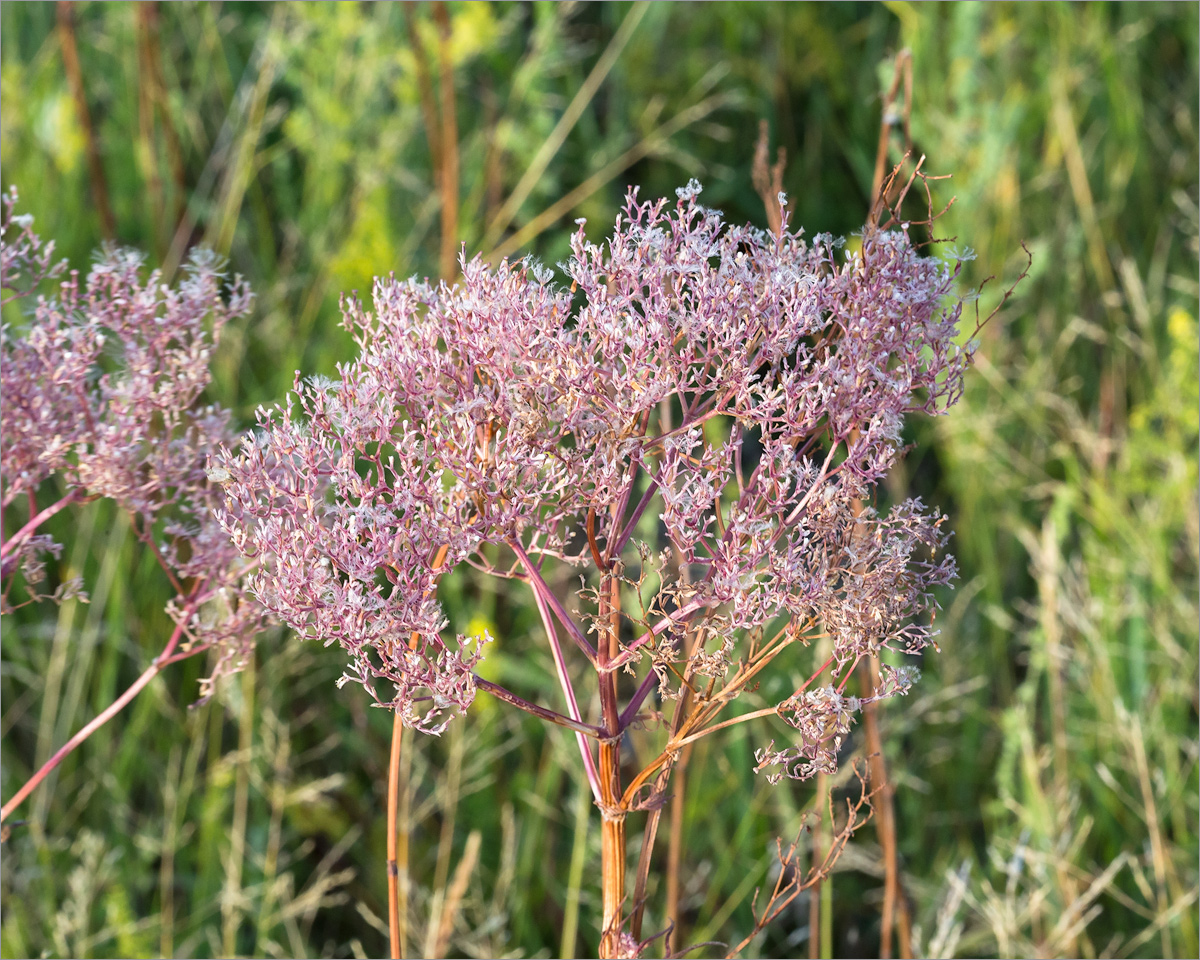 Image of Valeriana salina specimen.