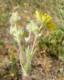 Potentilla taurica. Верхушка цветущего растения. Крым, Керченский п-ов, Ленинский р-н, окр с. Осовины, мыс Газан, степь на верхней террасе приморского склона, в расщелине известняковой глыбы. 28.05.2021.