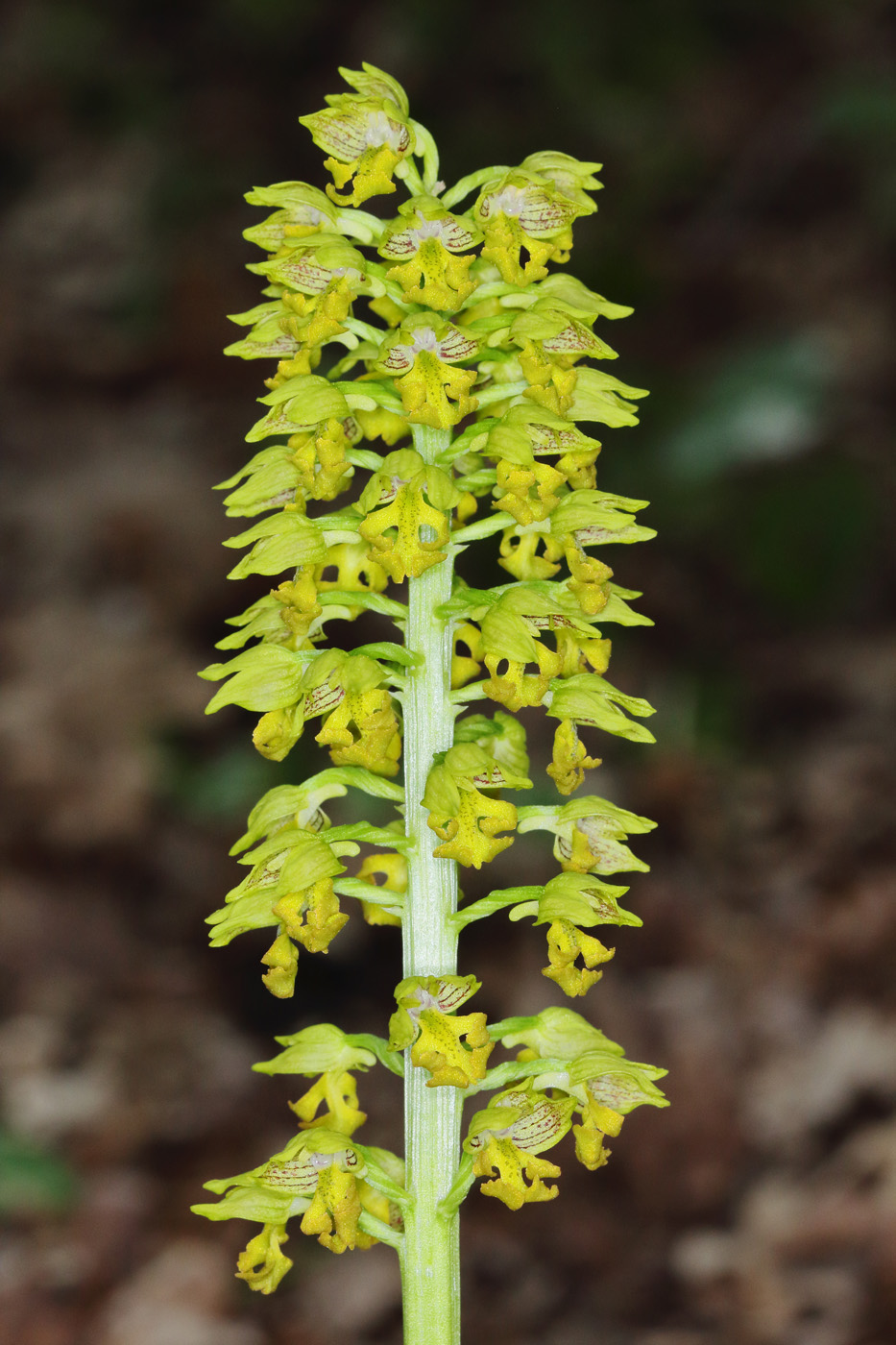 Изображение особи Orchis punctulata.